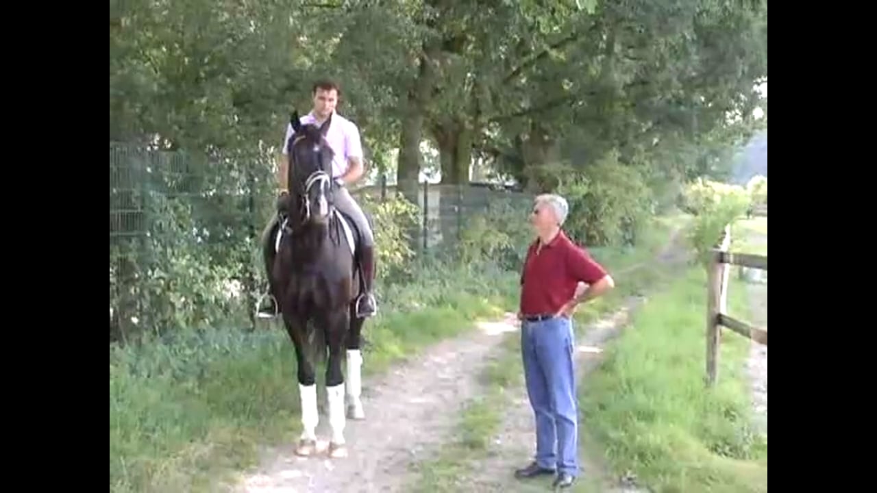 Relaxation in all three gaits, walk work, collection and developing the trot wit