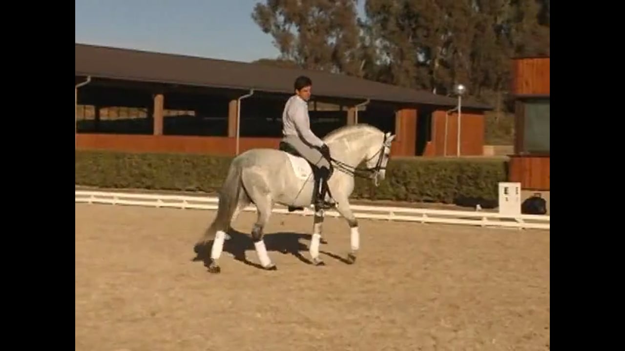 Barouque Breed Unique Issues: Relaxation, Piaffe/Passage Work | Jean Bemelmans