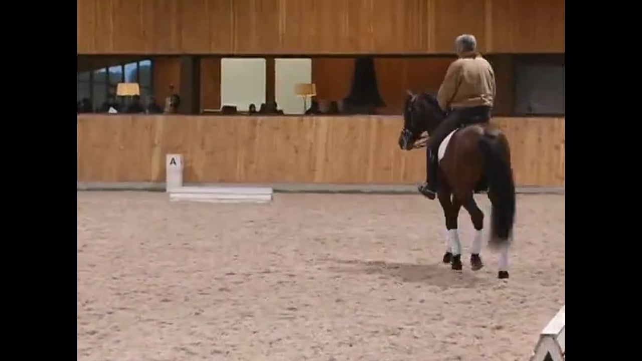 Relaxation, Half Pass, Tempi Changes, Contact | Jean Bemelmans | PART 01