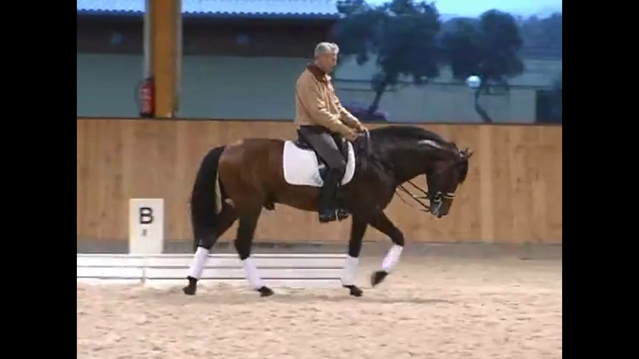 Relaxation, Half Pass, Tempi Changes, Contact | Jean Bemelmans | PART 03