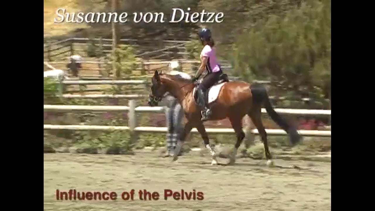 Rider Position, Influence of the Pelvis | Susanne von Dietze | PART 02