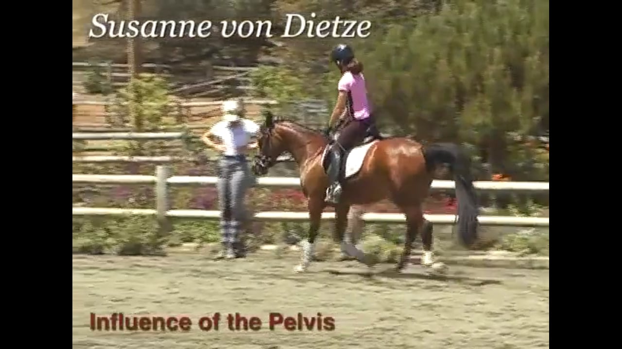 Rider Position, Influence of the Pelvis | Susanne von Dietze | PART 04