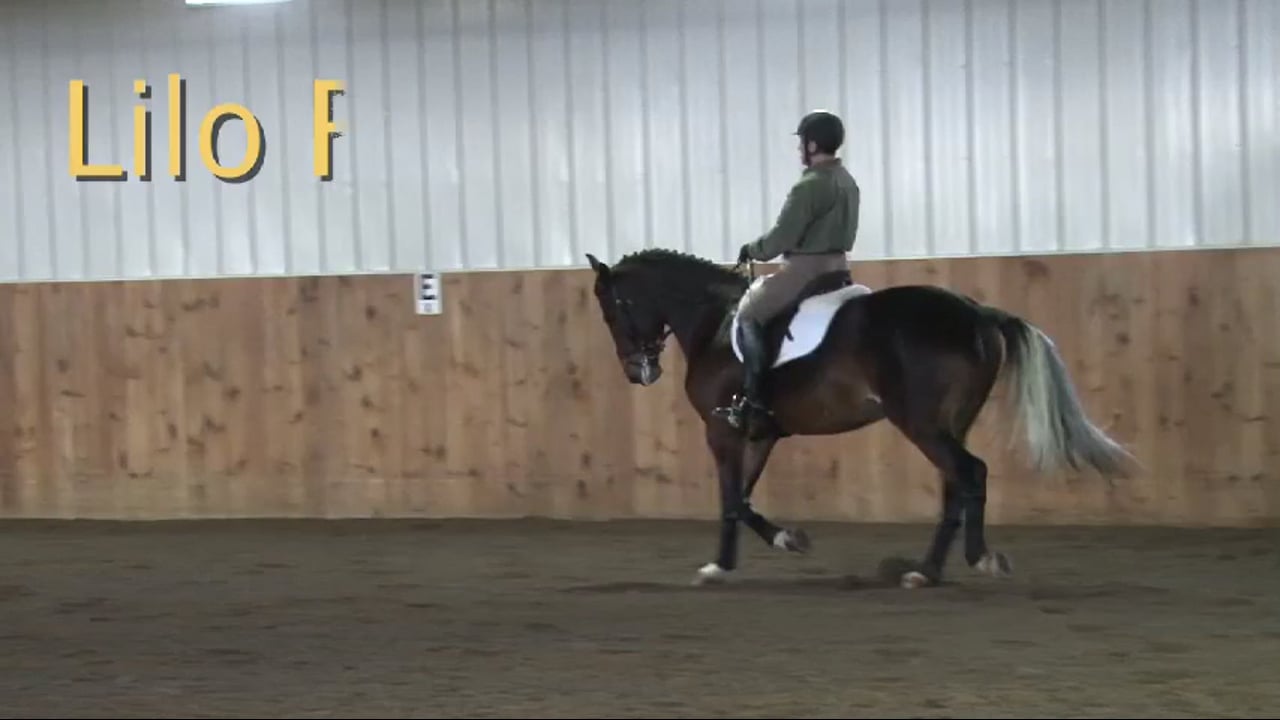 Solid Basics for Young Dressage Horse at the FarmVet/USDF Adult Clinic with Lilo