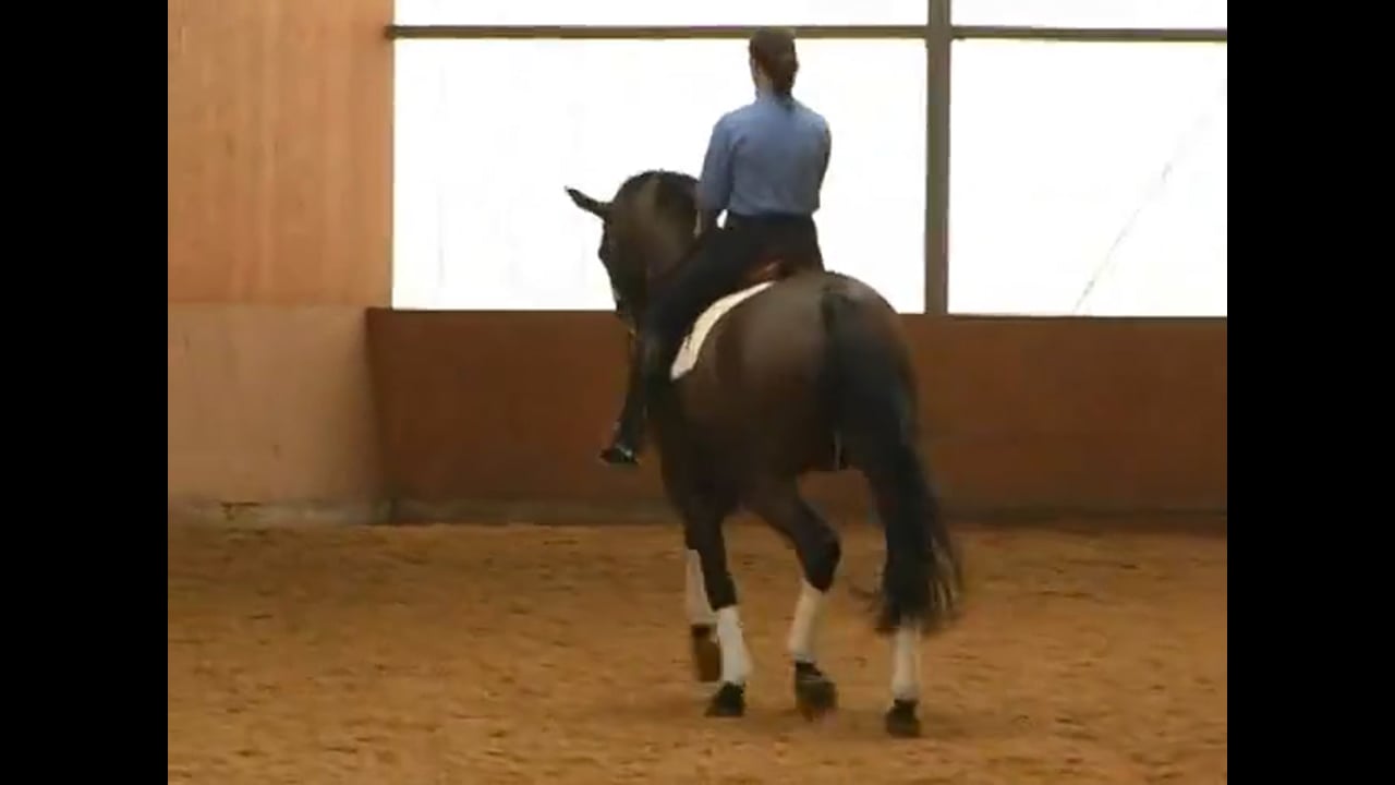Skeletal Riding & the Influence of the Seat | Catherine Haddad | PART 02