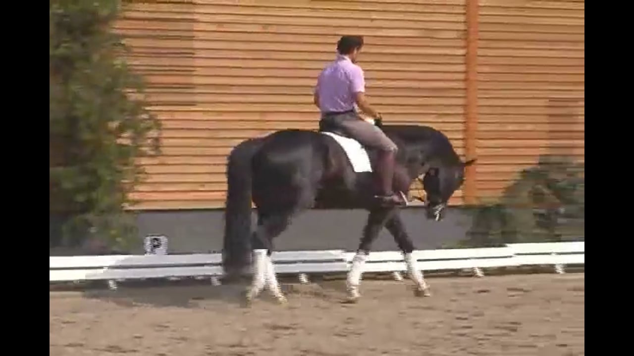 Relaxation in All Three Gaits, Developing the Trot | Jean Bemelmans | PART 02