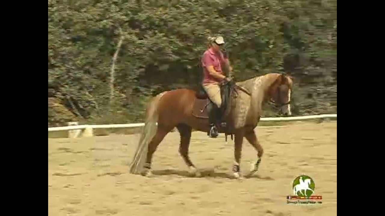 Still working on the canter pirouettes, another exercise is used. Next they move