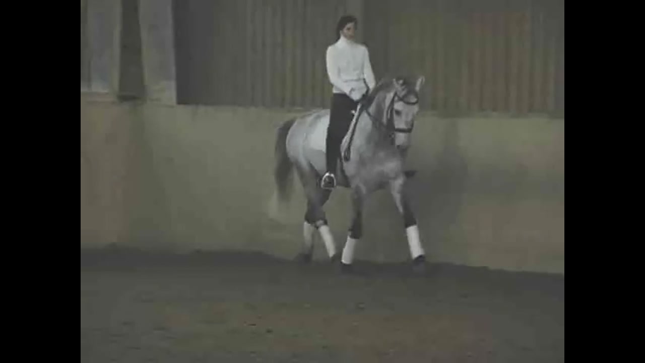 Study Walk Canter Transitions and Counter Canter | Krista Zach | PART 03