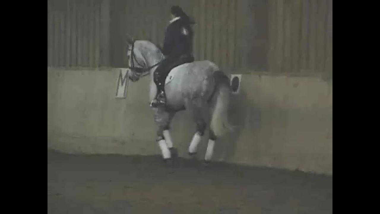 Study Walk Canter Transitions and Counter Canter | Krista Zach | PART 02