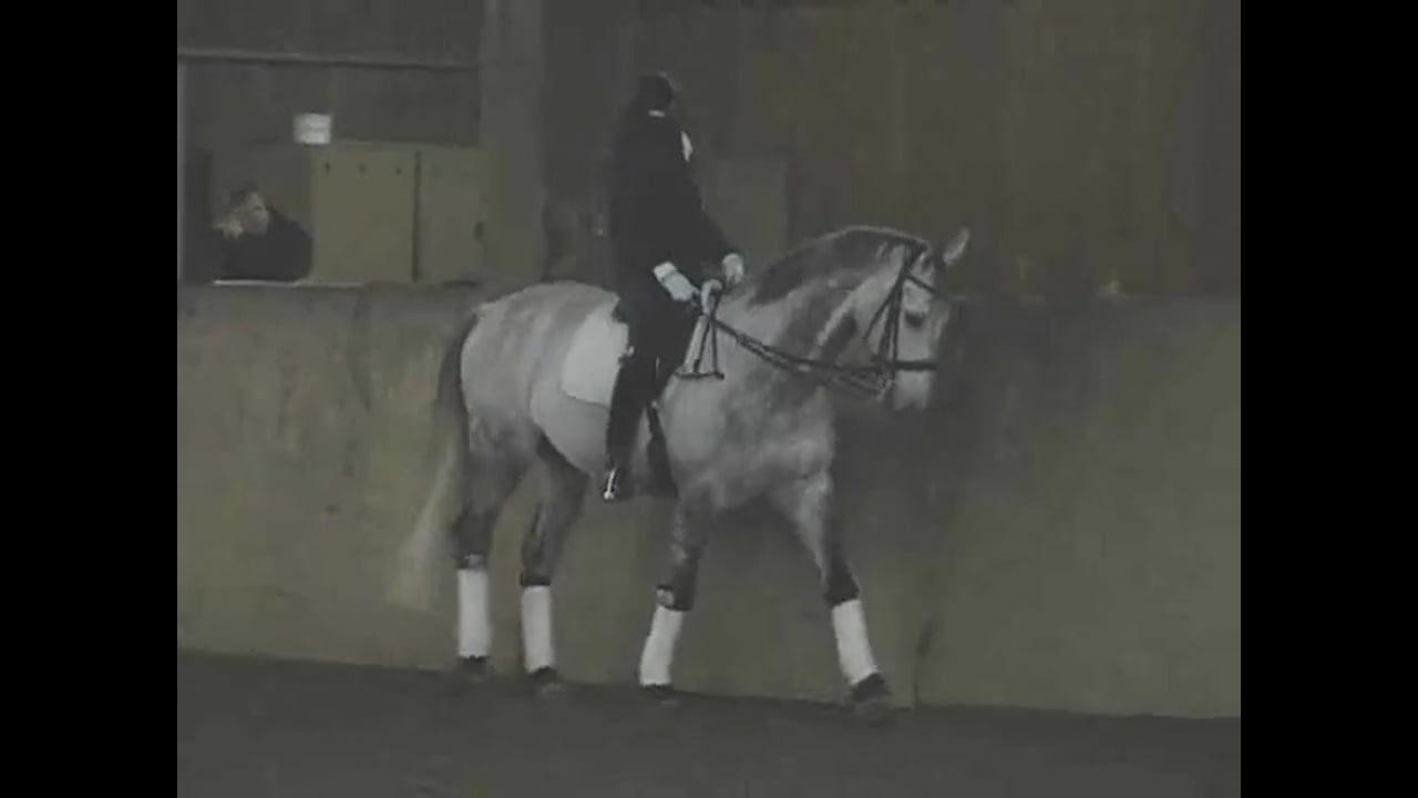Study Walk Canter Transitions and Counter Canter | Krista Zach | PART 01