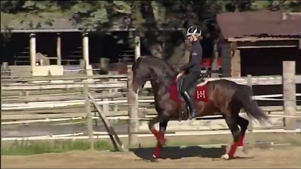 Suppleness, Freedom, Passage and Piaffe | Alizee Froment | PART 05