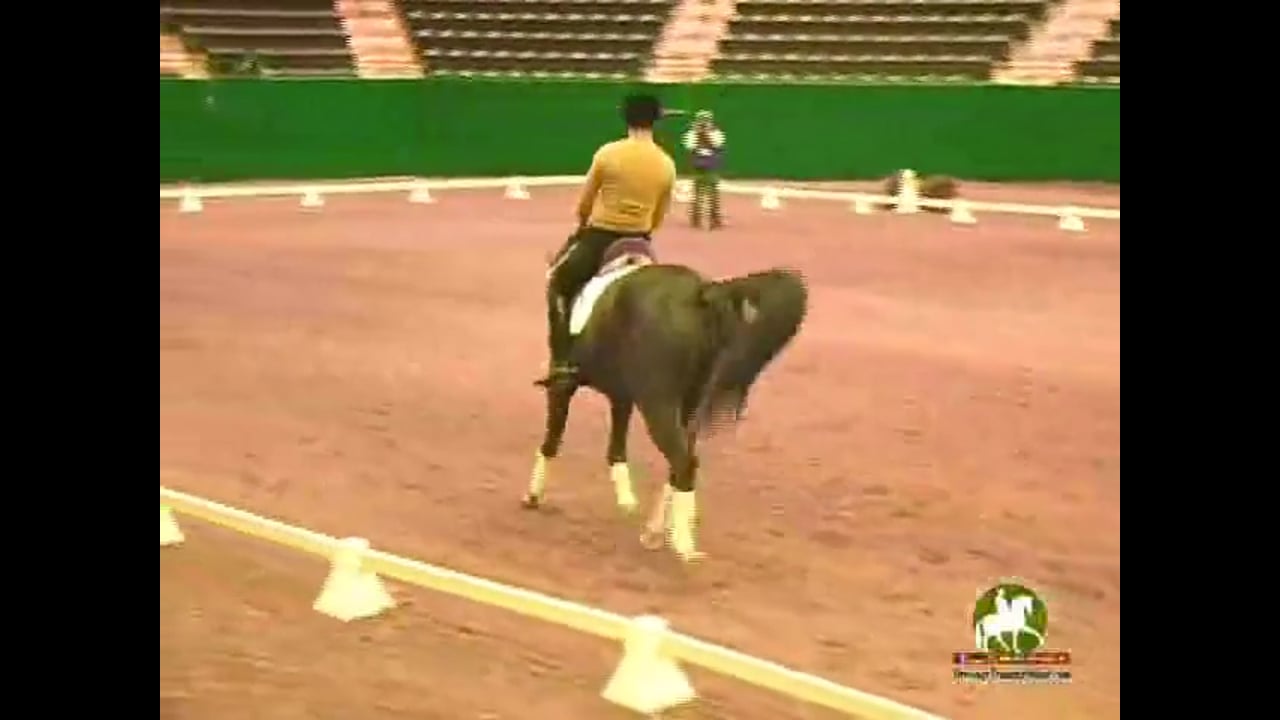 Testing the Signals, Does Your Horse Understand? | Jan Brink | PART 04