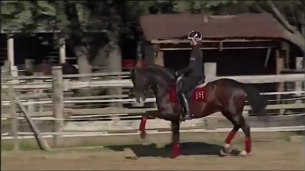 Suppleness, Freedom, Passage and Piaffe | Alizee Froment | PART 03