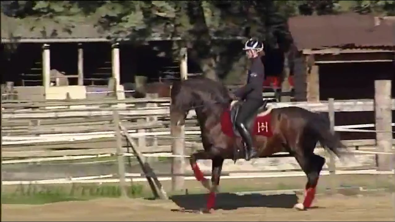 Suppleness, Freedom, Passage and Piaffe | Alizee Froment | PART 02