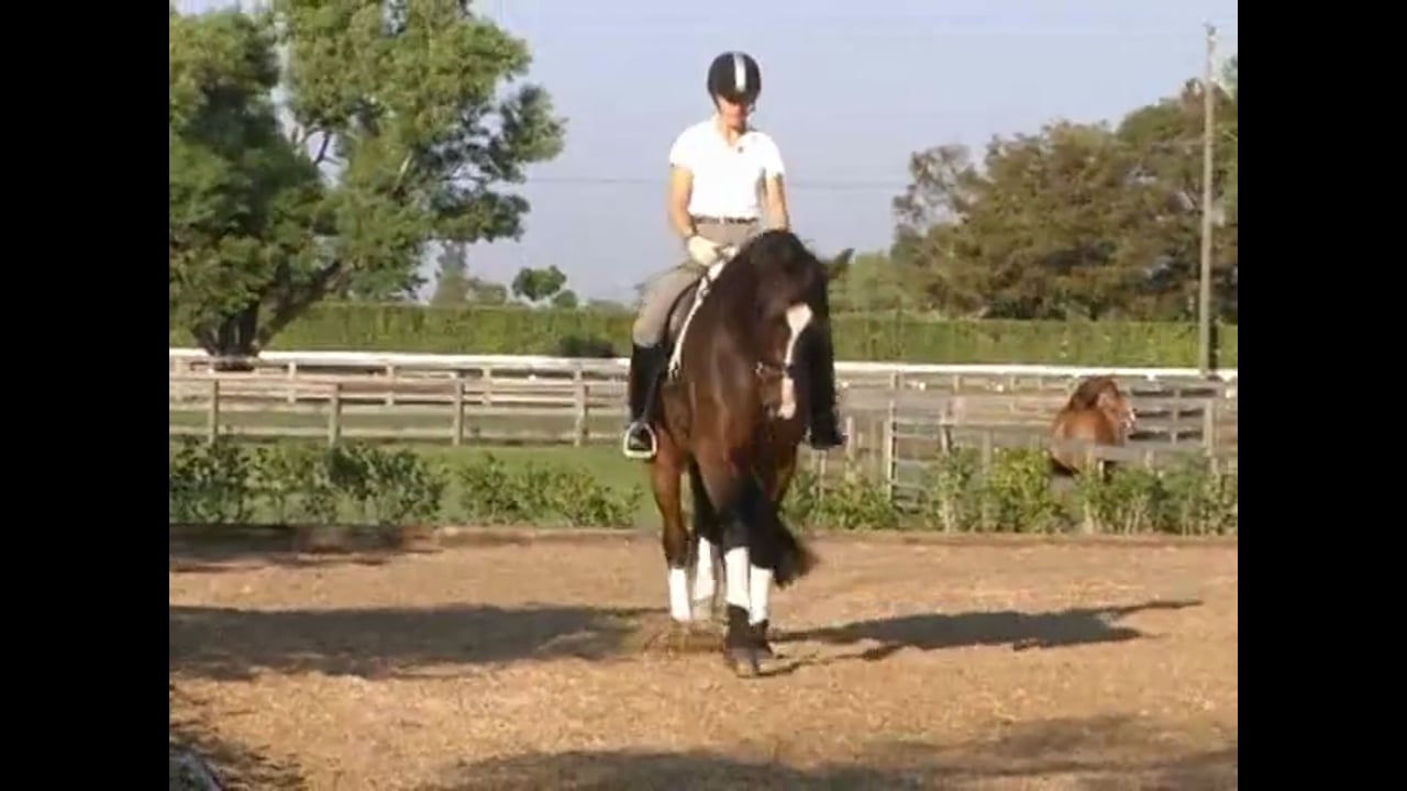 Canter, Collection, and the Canter Pirouette | Axel Steiner
