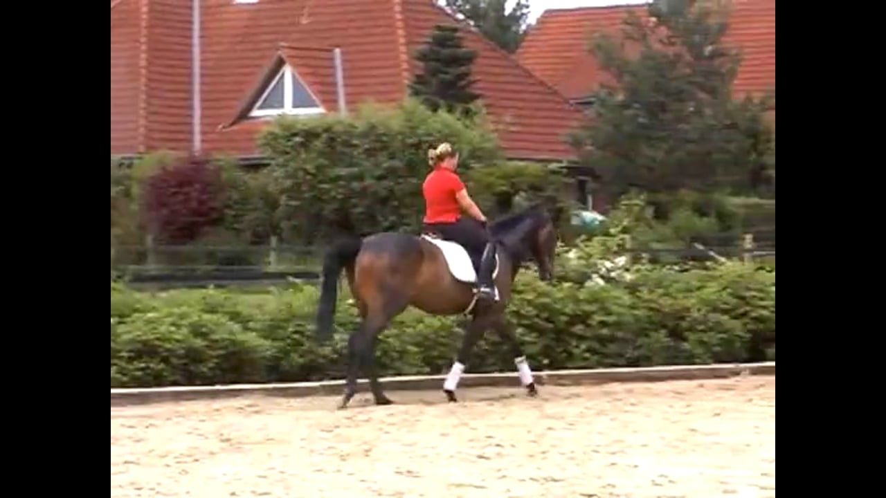 Training Forward and Straight on a Young Horse | Catherine Haddad | PART 01