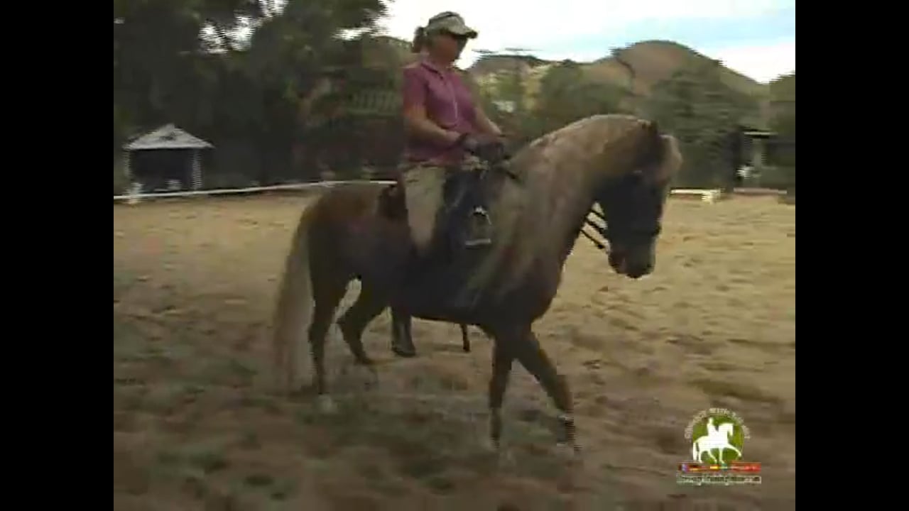 Training Level to Grand Prix work with Hilda Gurney, Video Set 1