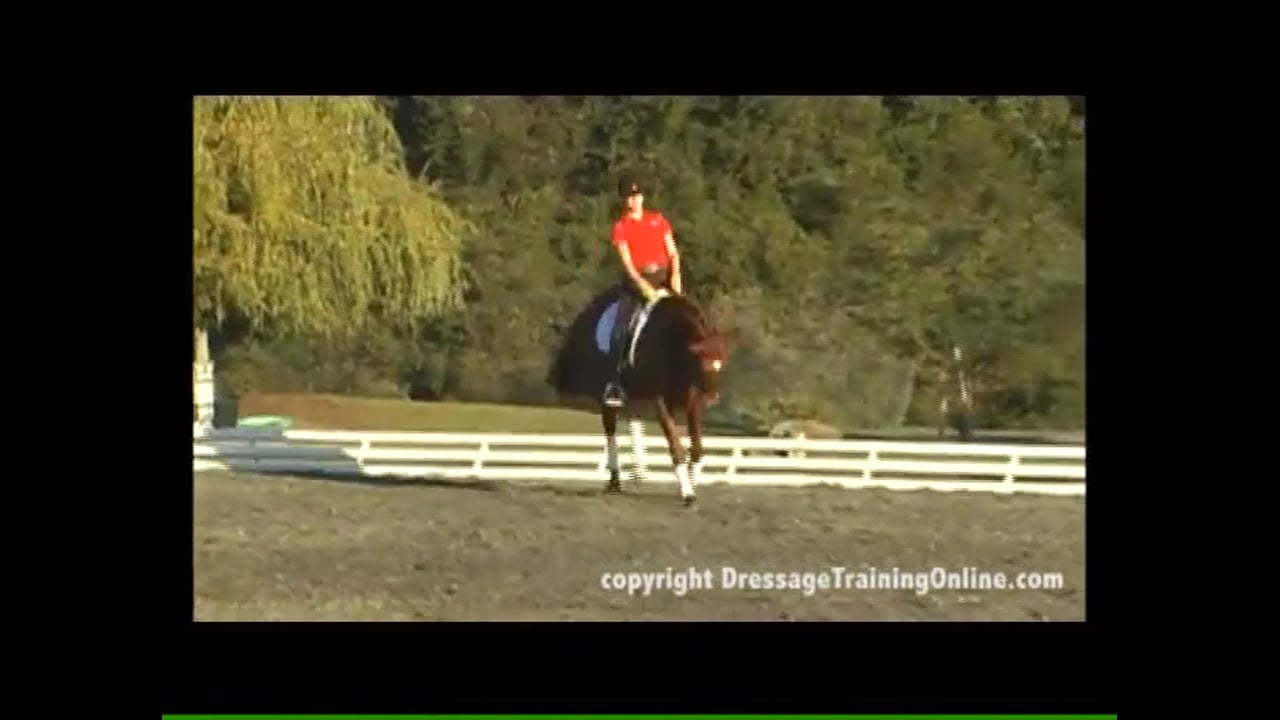 Training Level Connection & Obedience | Debbie McDonald