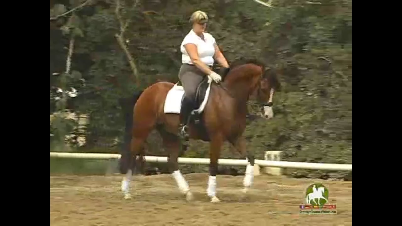 Training Level to Grand Prix work with Hilda Gurney, Video Set 1