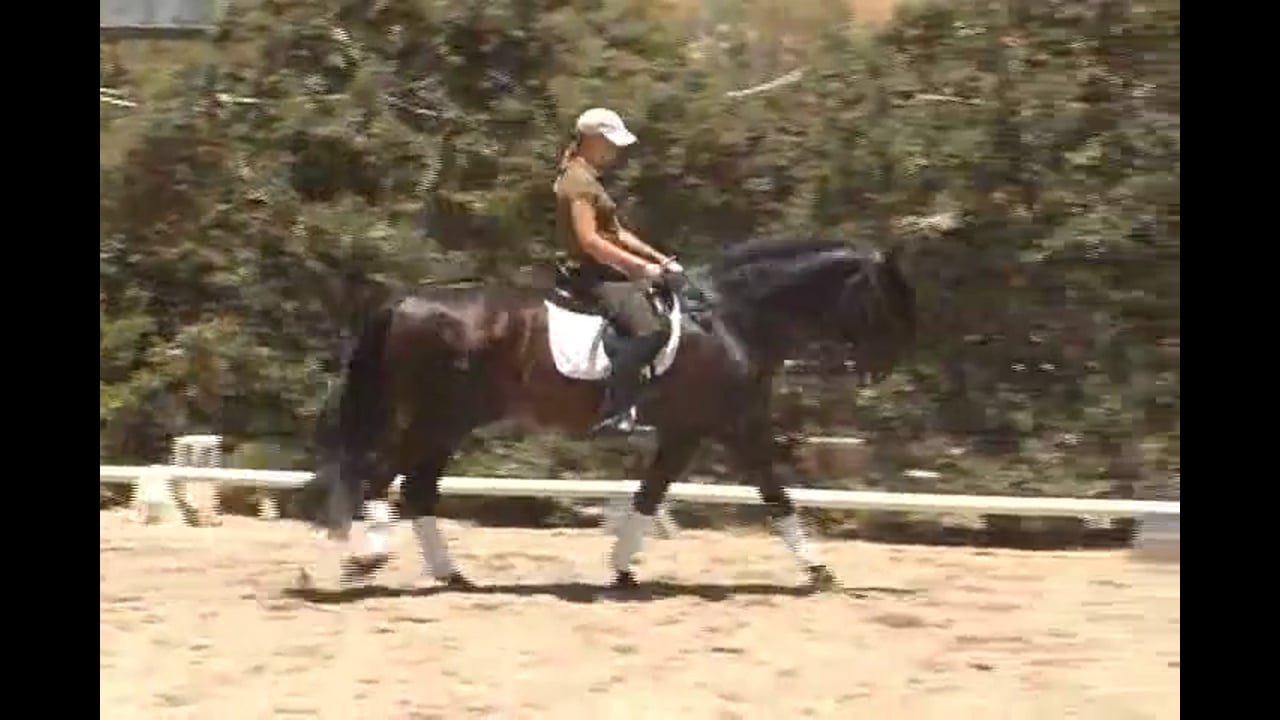 Training Level to Grand Prix work with Hilda Gurney, Video Set 1