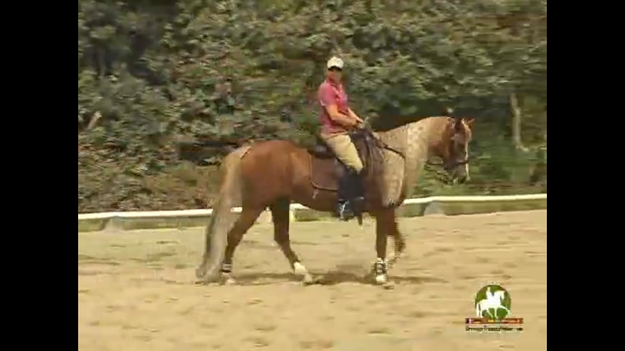 Training Level to Grand Prix work with Hilda Gurney, Video Set 1