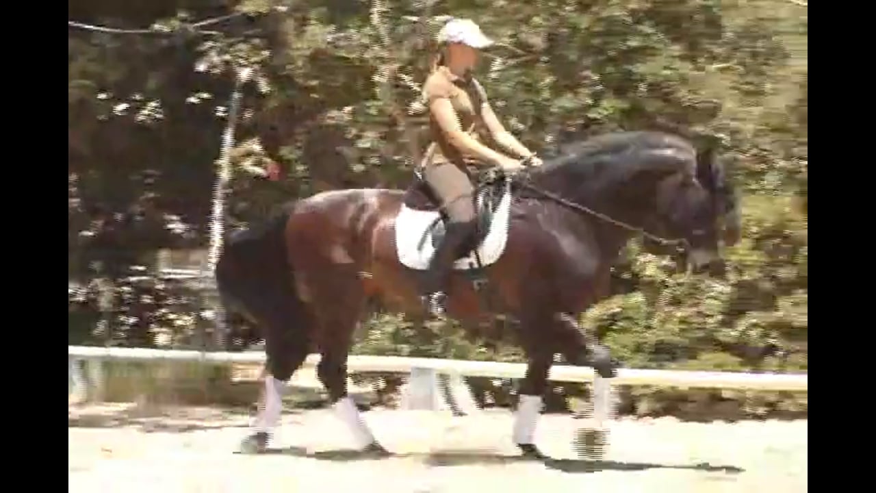 Training Level to Grand Prix work with Hilda Gurney, Video Set 1