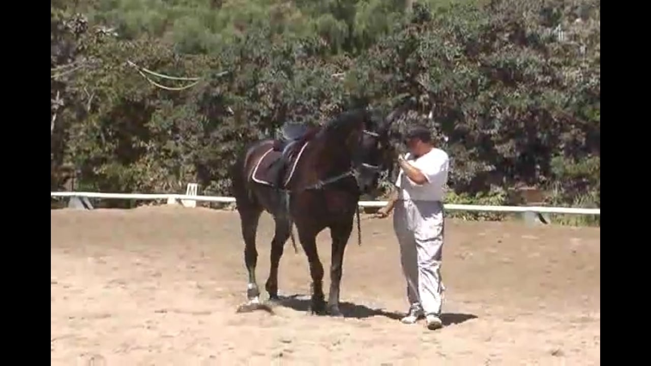 Training Level to Grand Prix work with Hilda Gurney, Video Set 1