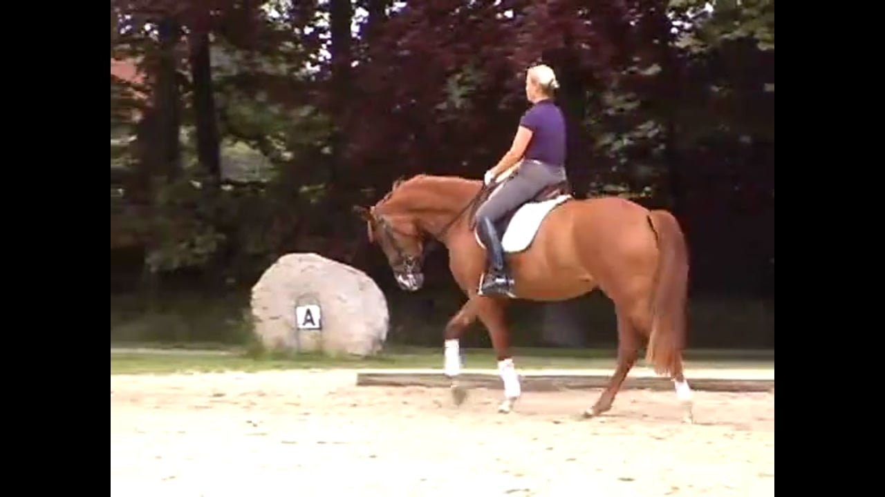 Training the Young Horse | Catherine Haddad | PART 01