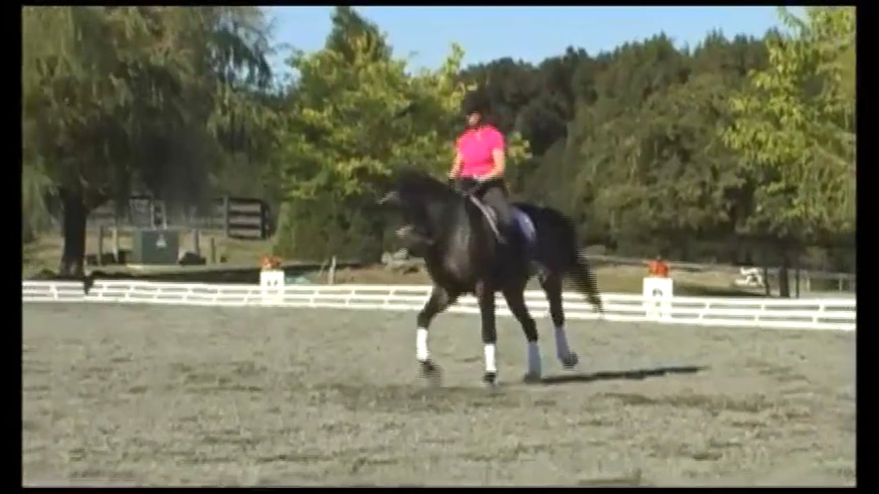 Training through the Levels with Debbie McDonald and Janet Foy - Training level
