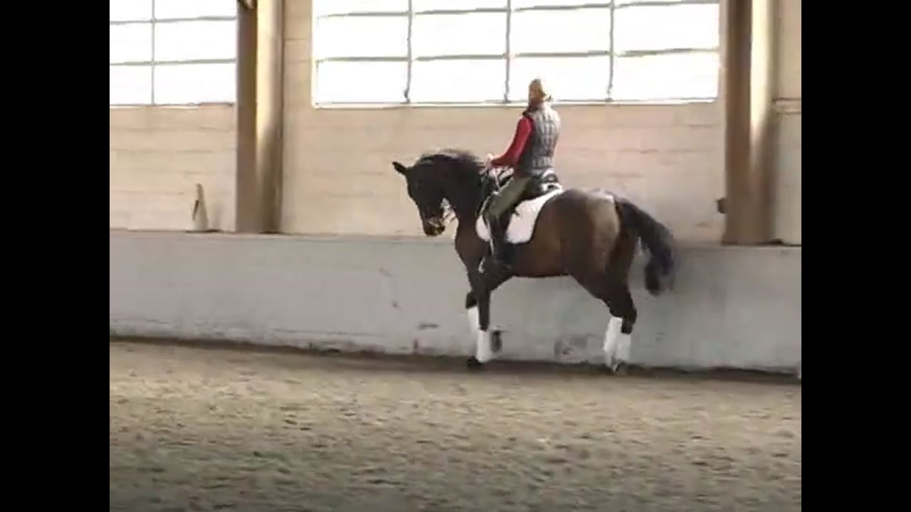 Work on All the FEI Level Moves | Courtney King-Dye | PART 02