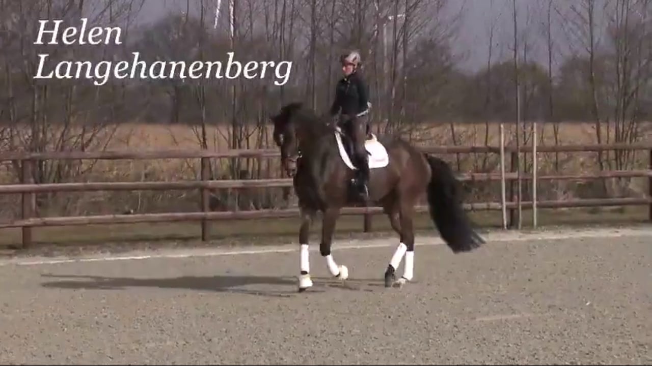 Working Toward Prix St. Georges/S | Helen Langehanenberg | PART 02