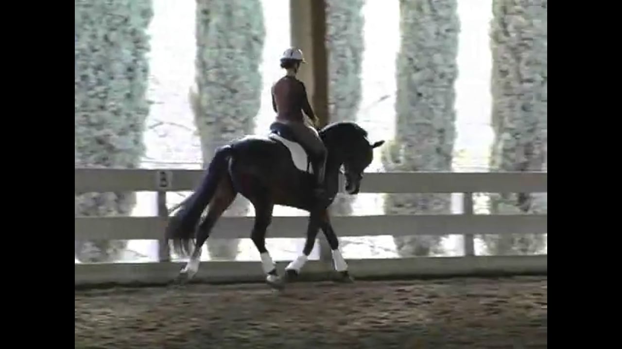 Young Horse Training | Guenter Zach | PART 02