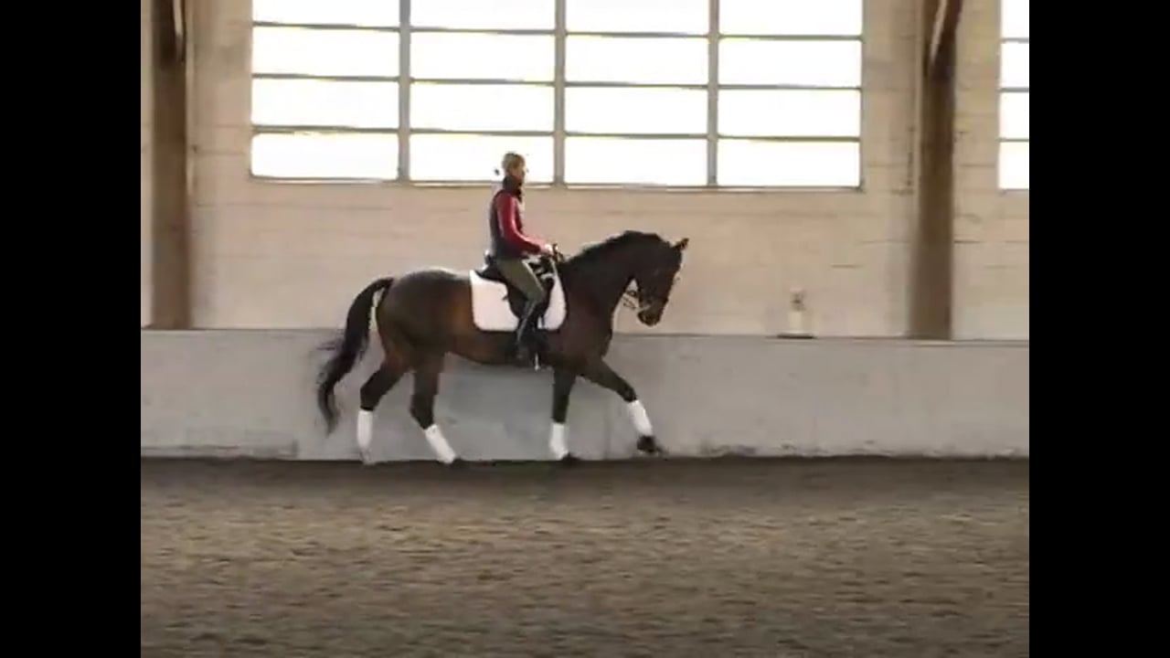 Work on All the FEI Level Moves | Courtney King-Dye | PART 01