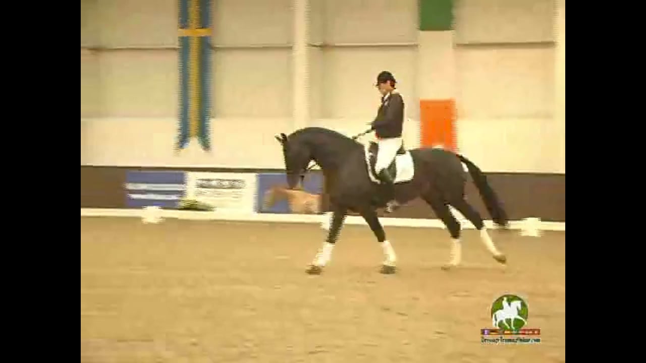 Young Horse: Obedience, Stopping Leaning on The Leg | Jean Bemelmans | PART 02