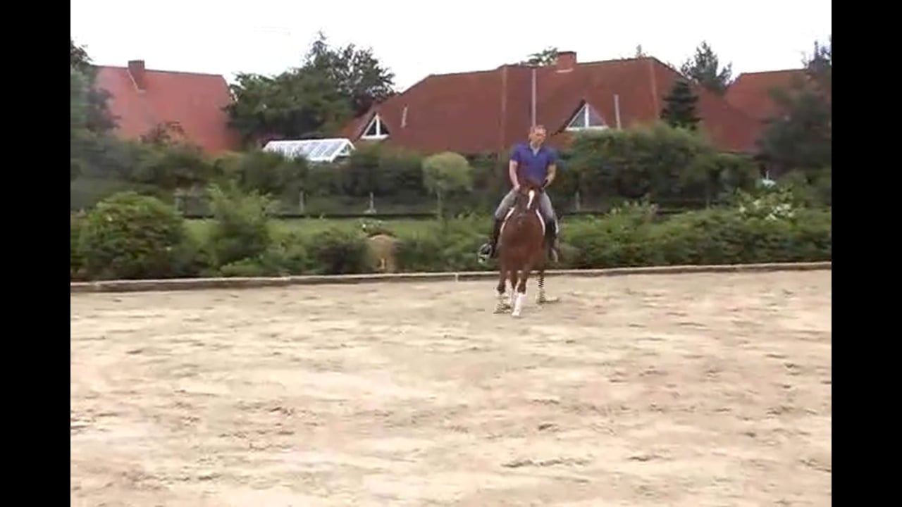 Young Horse Focus | Catherine Haddad | PART 02