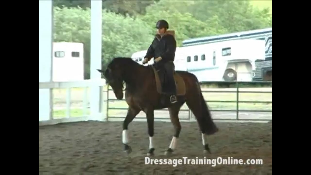 Young Horse: Dealing with Contact Issues | Alex Gerding | PART 02