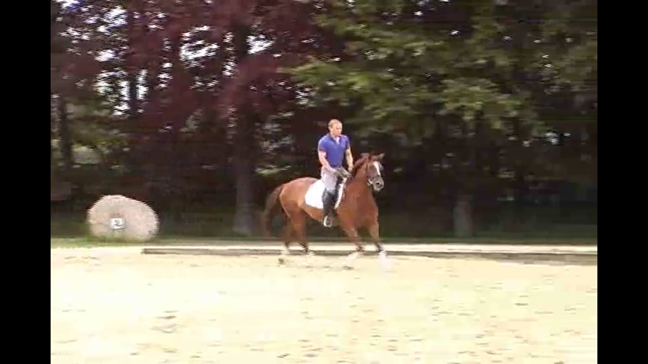 Young Horse Focus | Catherine Haddad | PART 03
