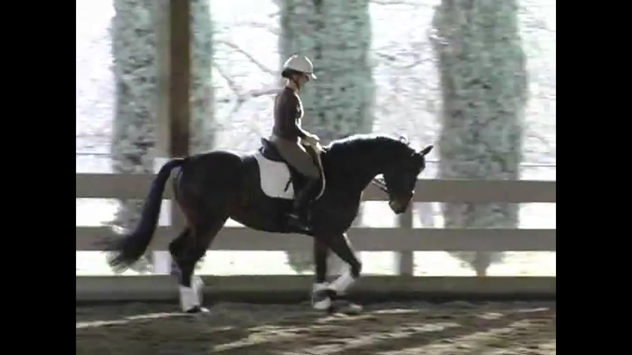 Young Horse Training | Guenter Zach | PART 01