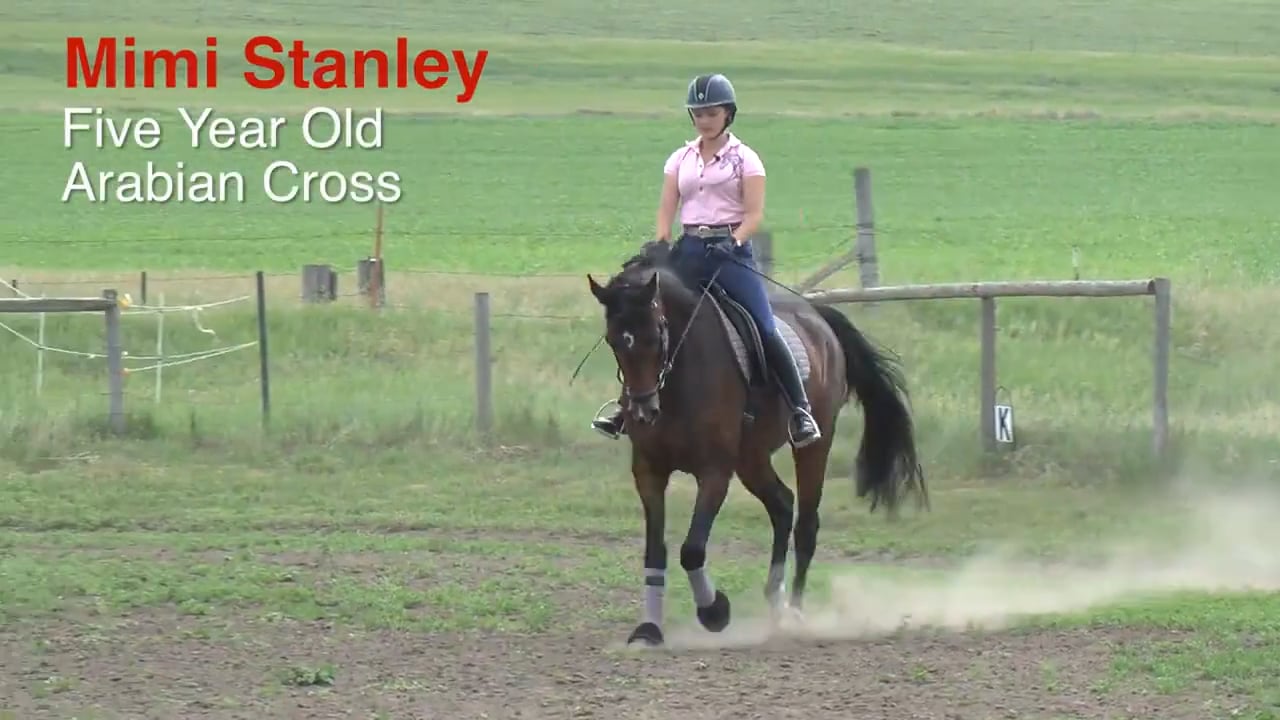 5-Year-Old Arabian Cross | Mimi Stanley | INTRO