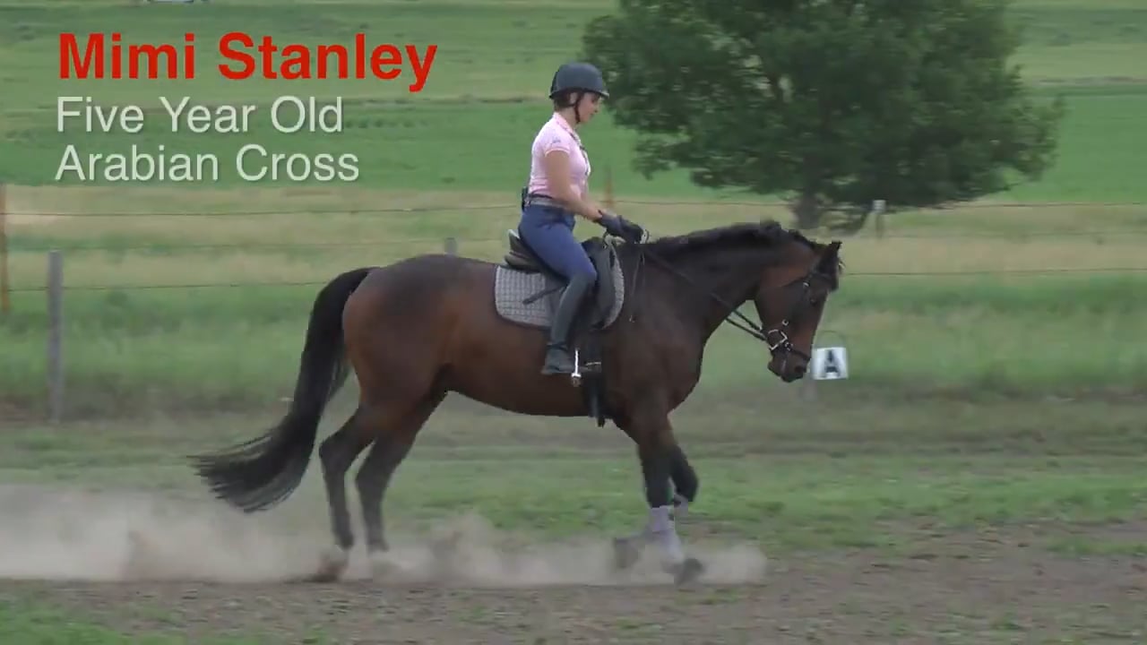 5-Year-Old Arabian Cross - Cool Down | Mimi Stanley | PART 05