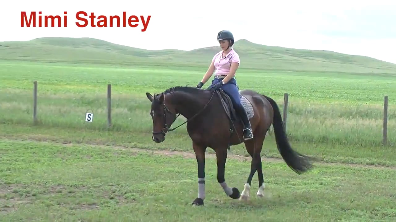 5-Year-Old Arabian Cross - Walk Break | Mimi Stanley | PART 03