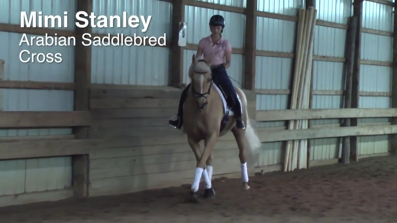 Arabian-Saddlebred Cross | Mimi Stanley | INTRO
