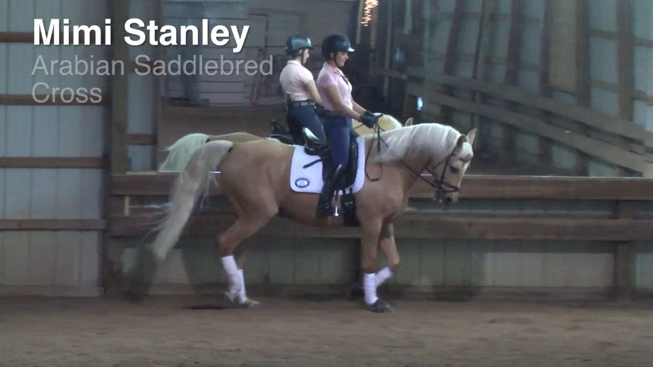 Arabian-Saddlebred Cross | Mimi Stanley | PART 01