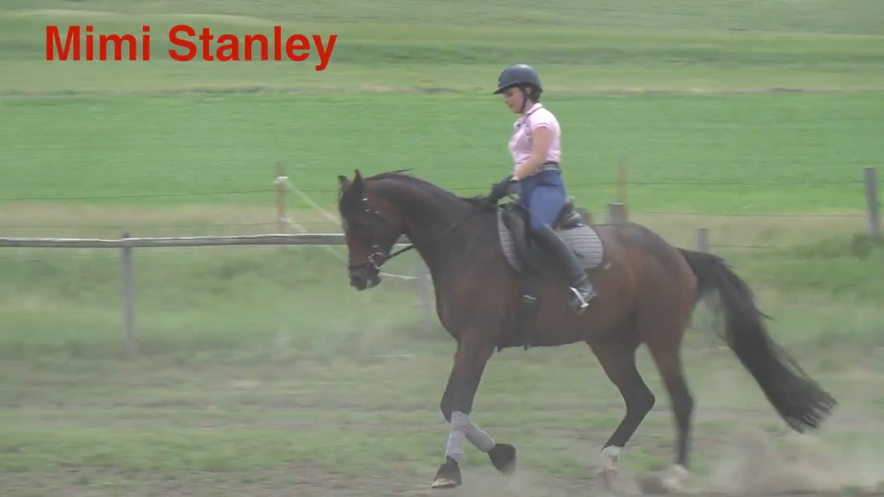 5-Year-Old Arabian Cross - Warm-Up Walk | Mimi Stanley | PART 01