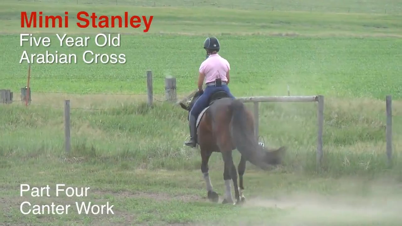 5-Year-Old Arabian Cross - Canter Work | Mimi Stanley | PART 04
