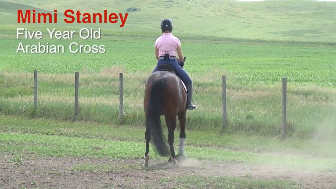 5-Year-Old Arabian Cross - Trot Work | Mimi Stanley | PART 02