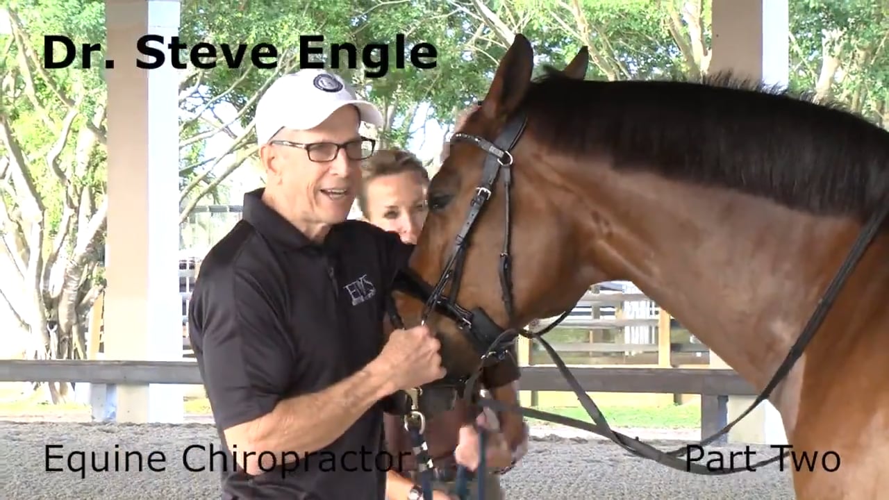 Equine Chiropractor | Dr. Steve Engle | PART 02