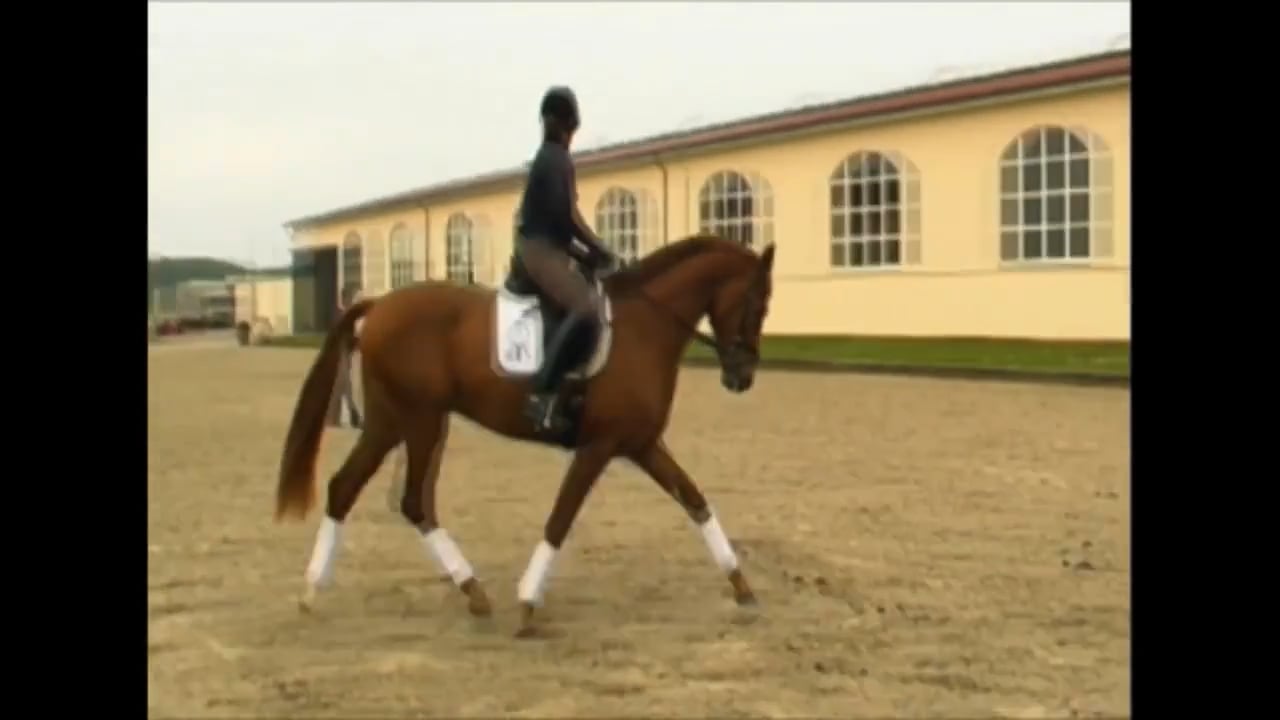 Spooky Horse: Lightness in the Bridle | Alex Gerding