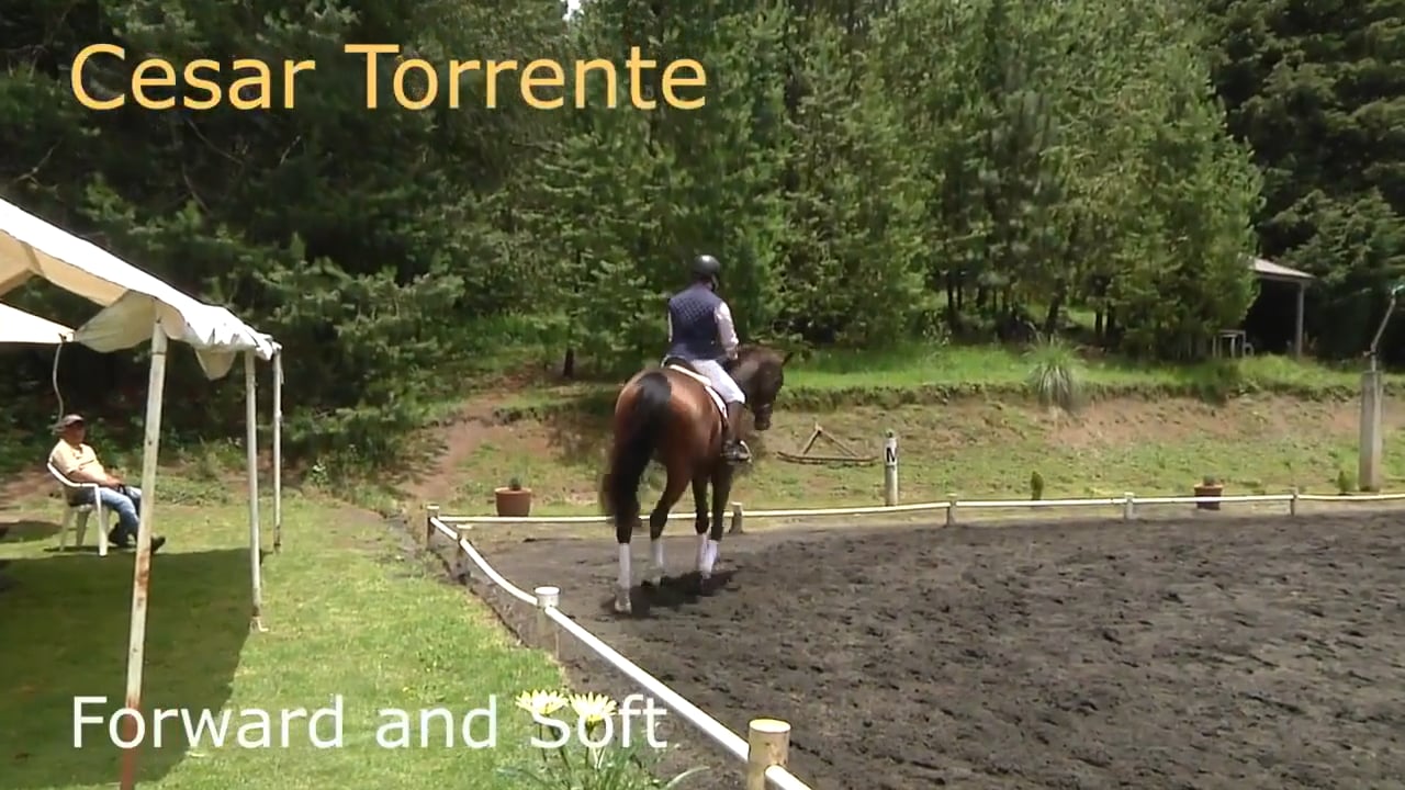 Forward and Soft, Young Horse Development | Cesar Torrente | PART 02