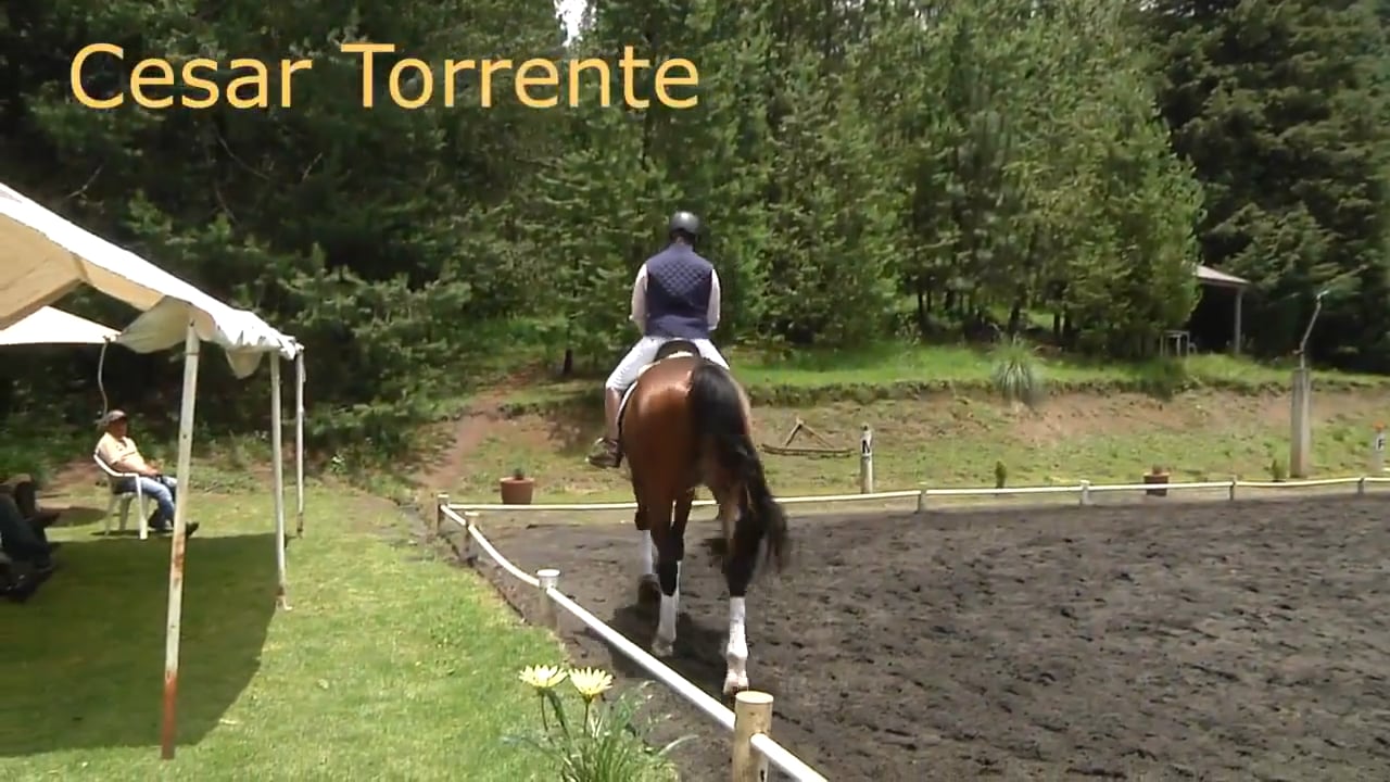 Forward and Soft, Young Horse Development 2