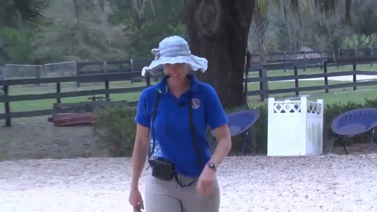 Gait quality on Grand Prix horse Part 2